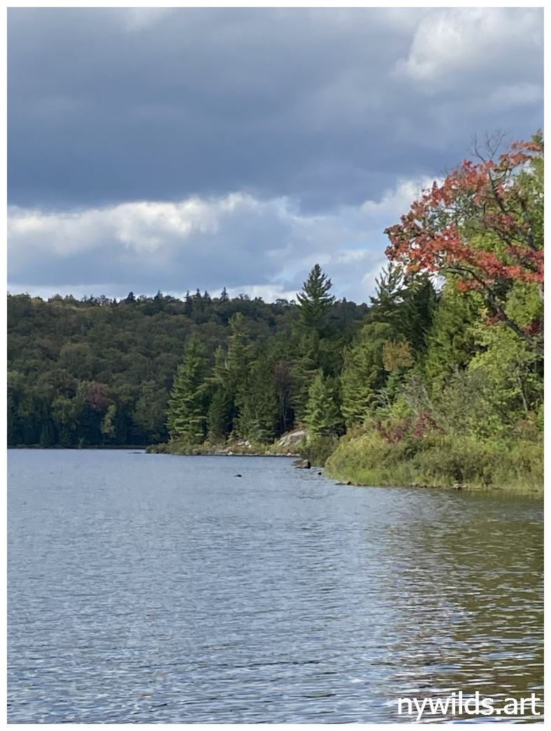 Shore edge of Siamese Ponds