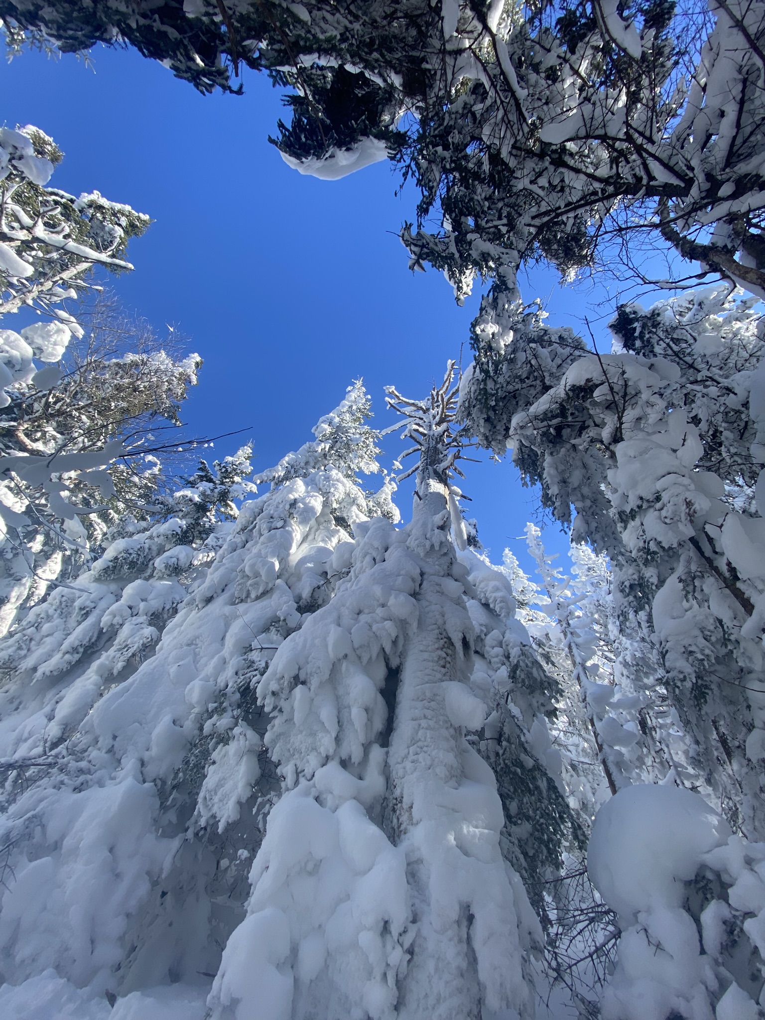 Blue Mountain