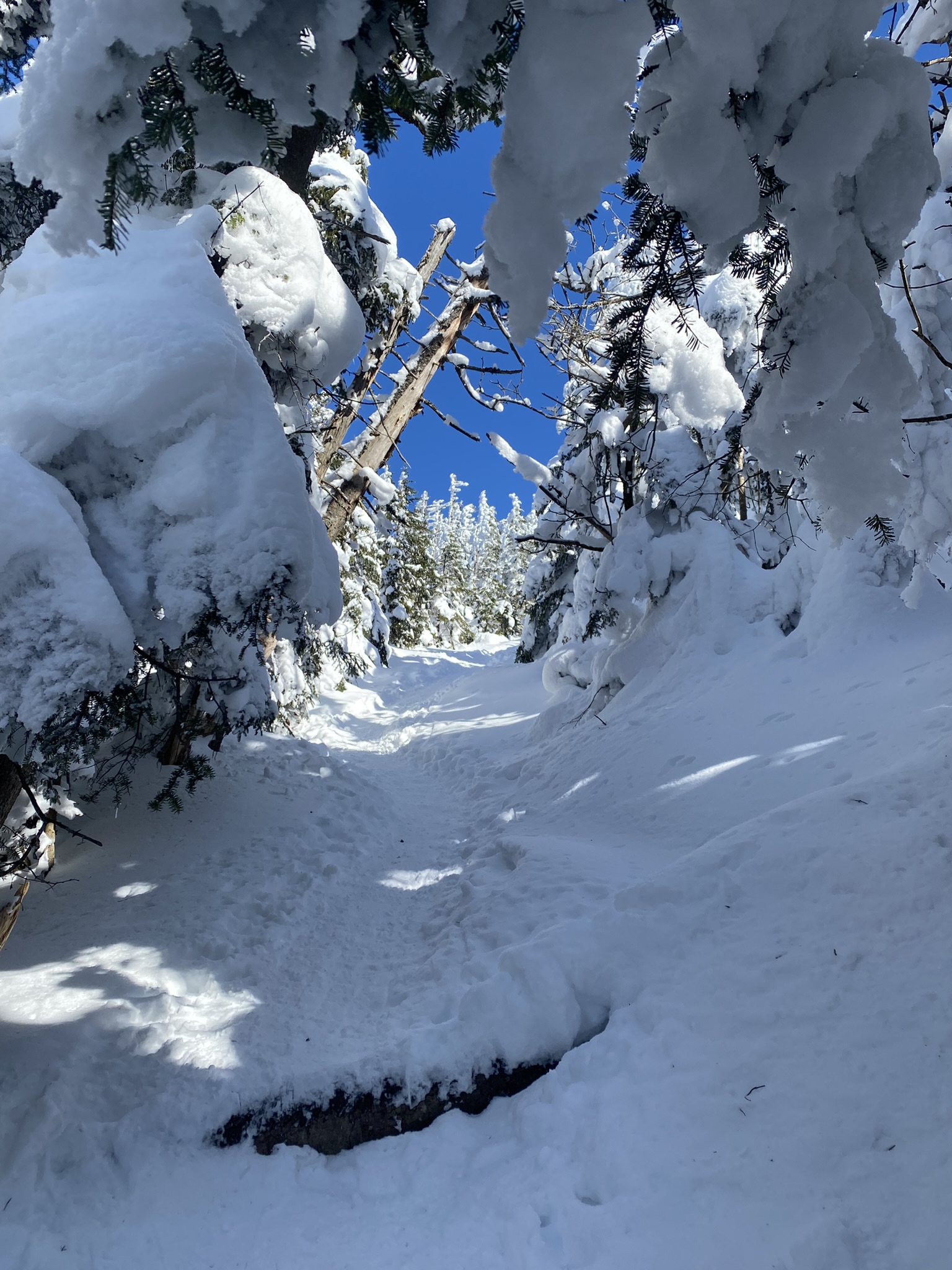 Blue Mountain