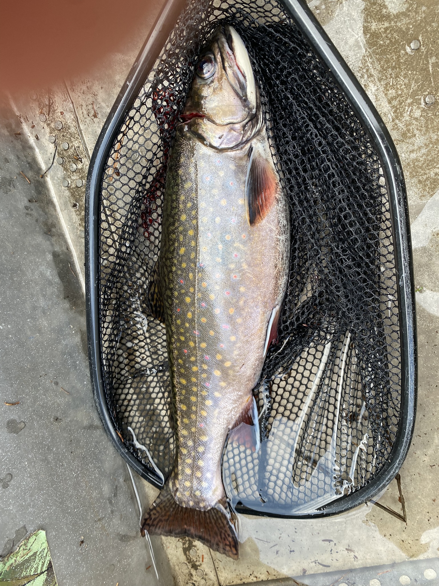 Spring brook trout showing colors